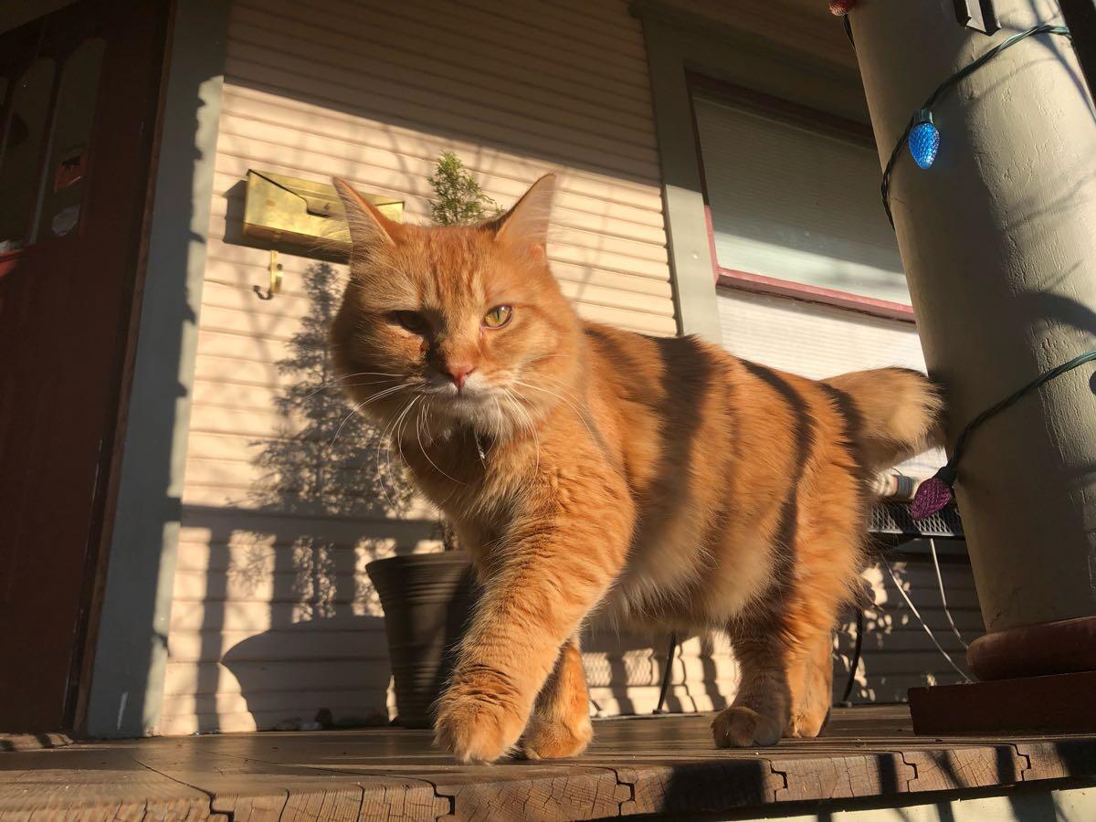 Garfield the cat — and why nextdoor helps with ennui